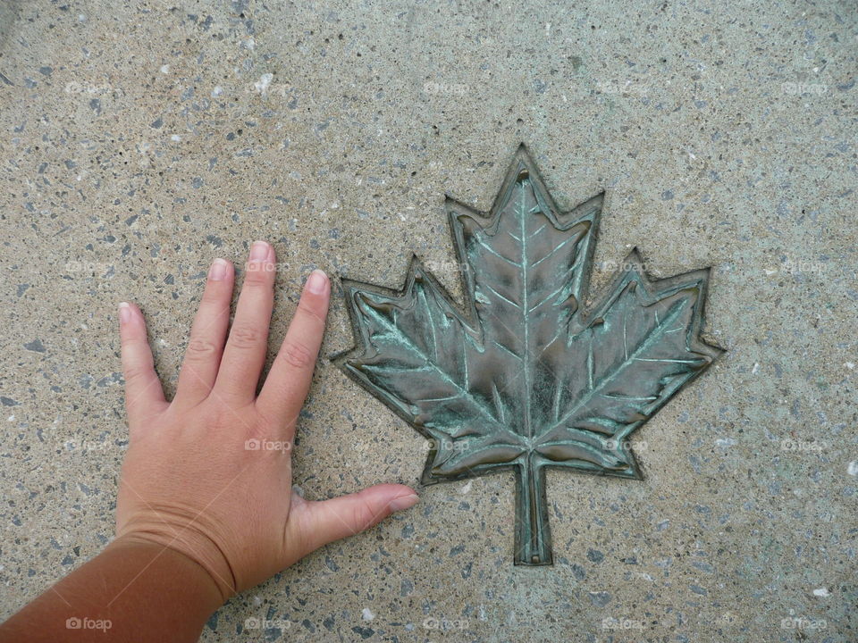 Maple. Visiting Canada 