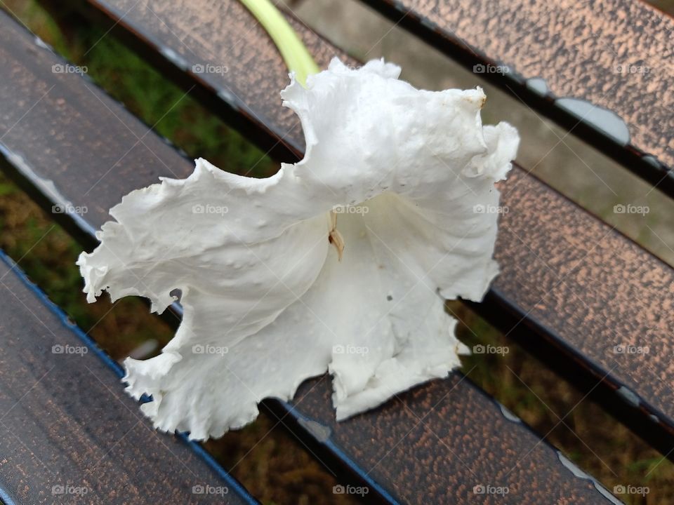 White Dolichandrone Serrulata Flower