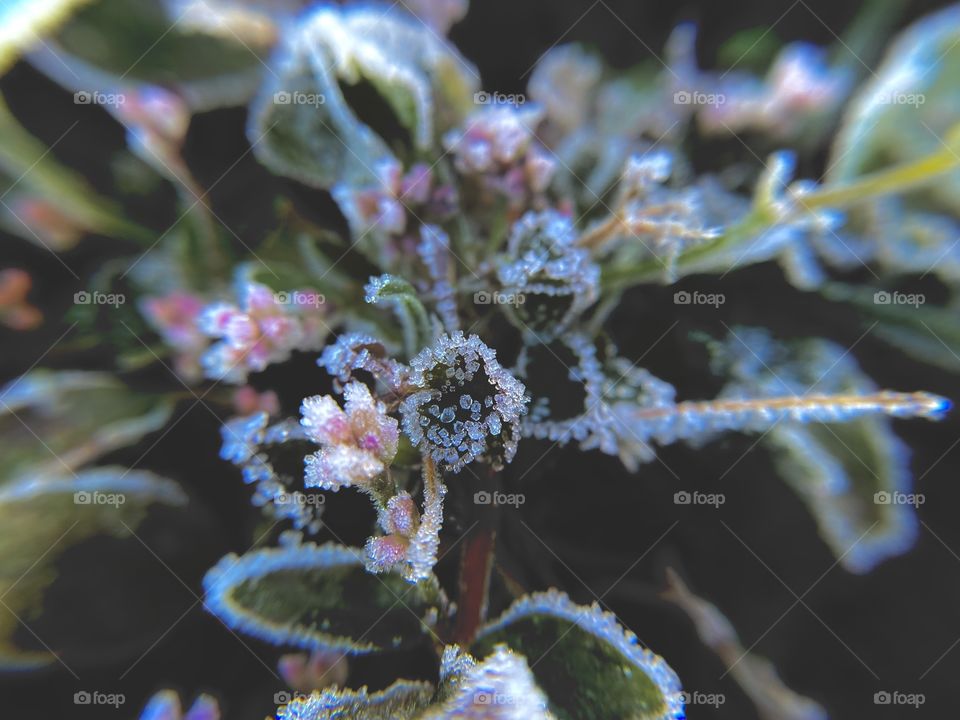 Frost on the flowers