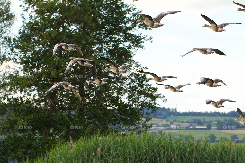 Flocks of birds flying