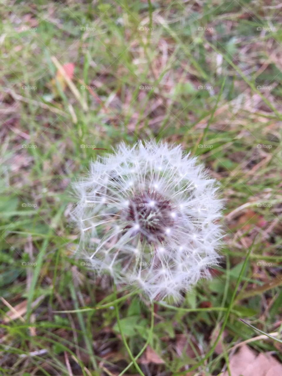 Dandelion in my garden 