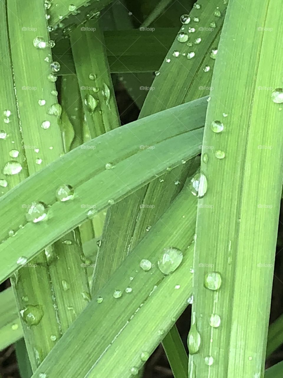 Green leaves of a lily with rain drops 