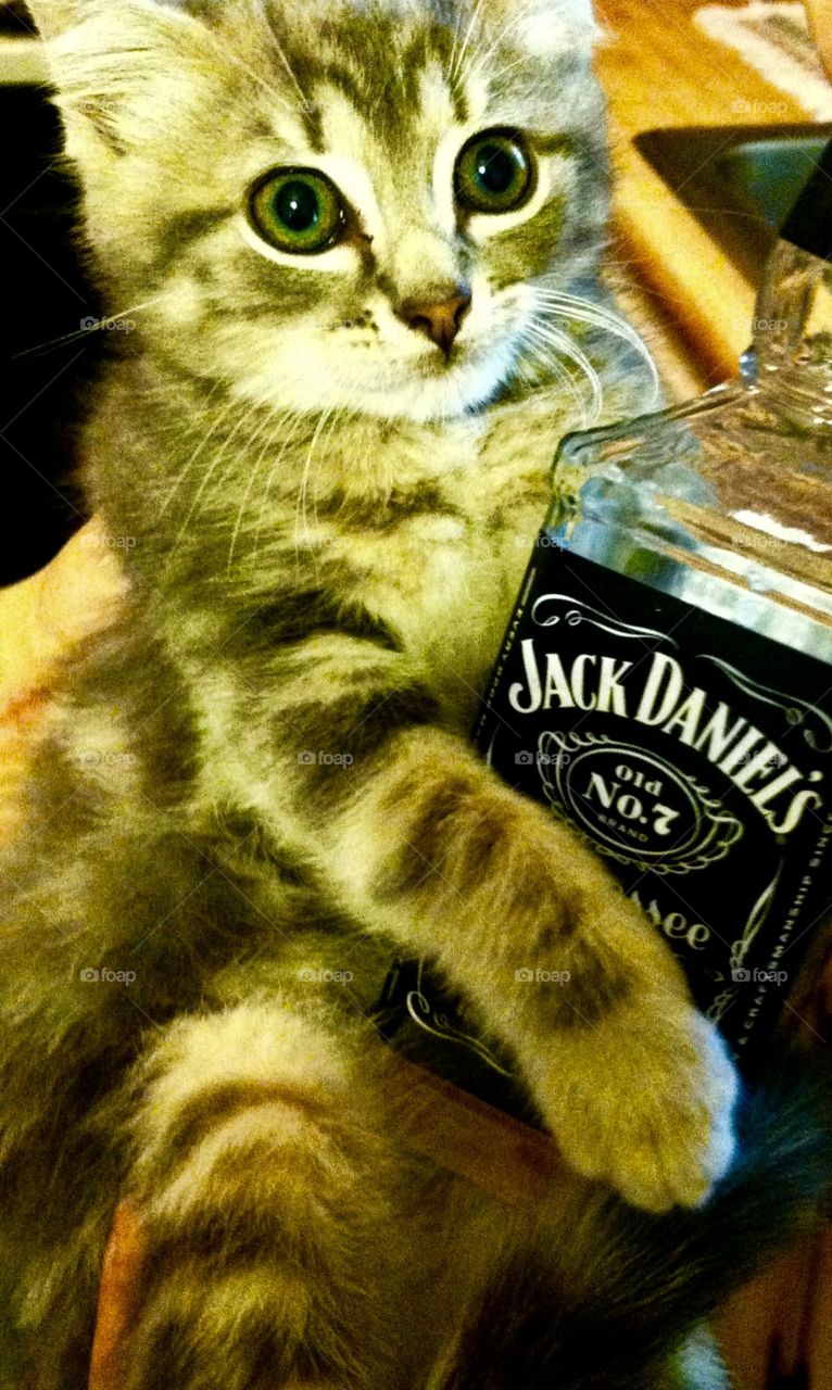Kitten holding Jack Daniels. 🐱