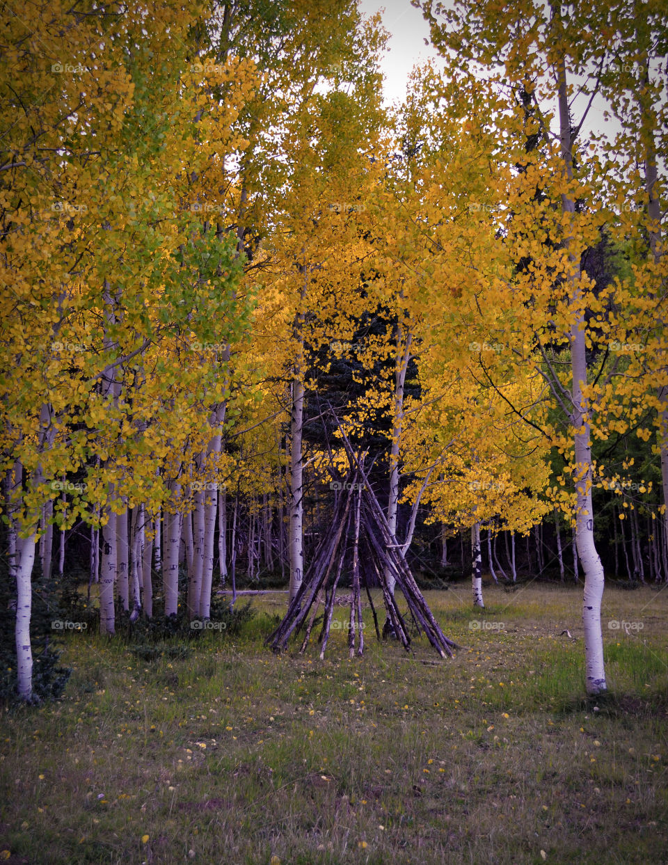 Yellow trees. Yellow trees 