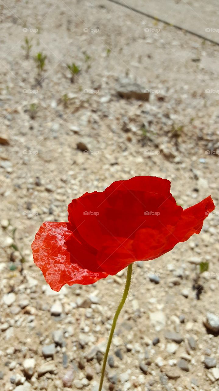 A unique Red Flower