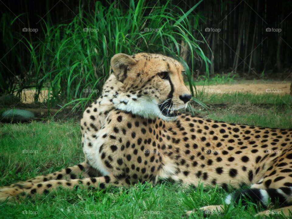 Cheetah Rest!