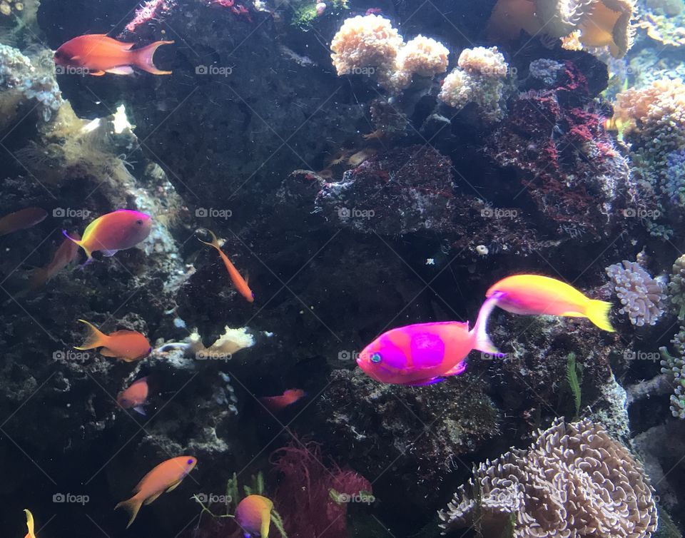 Bright Tropical Fish