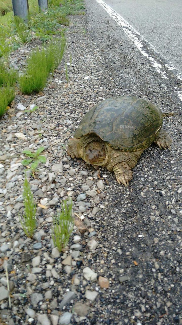 Snapping turtle in the road