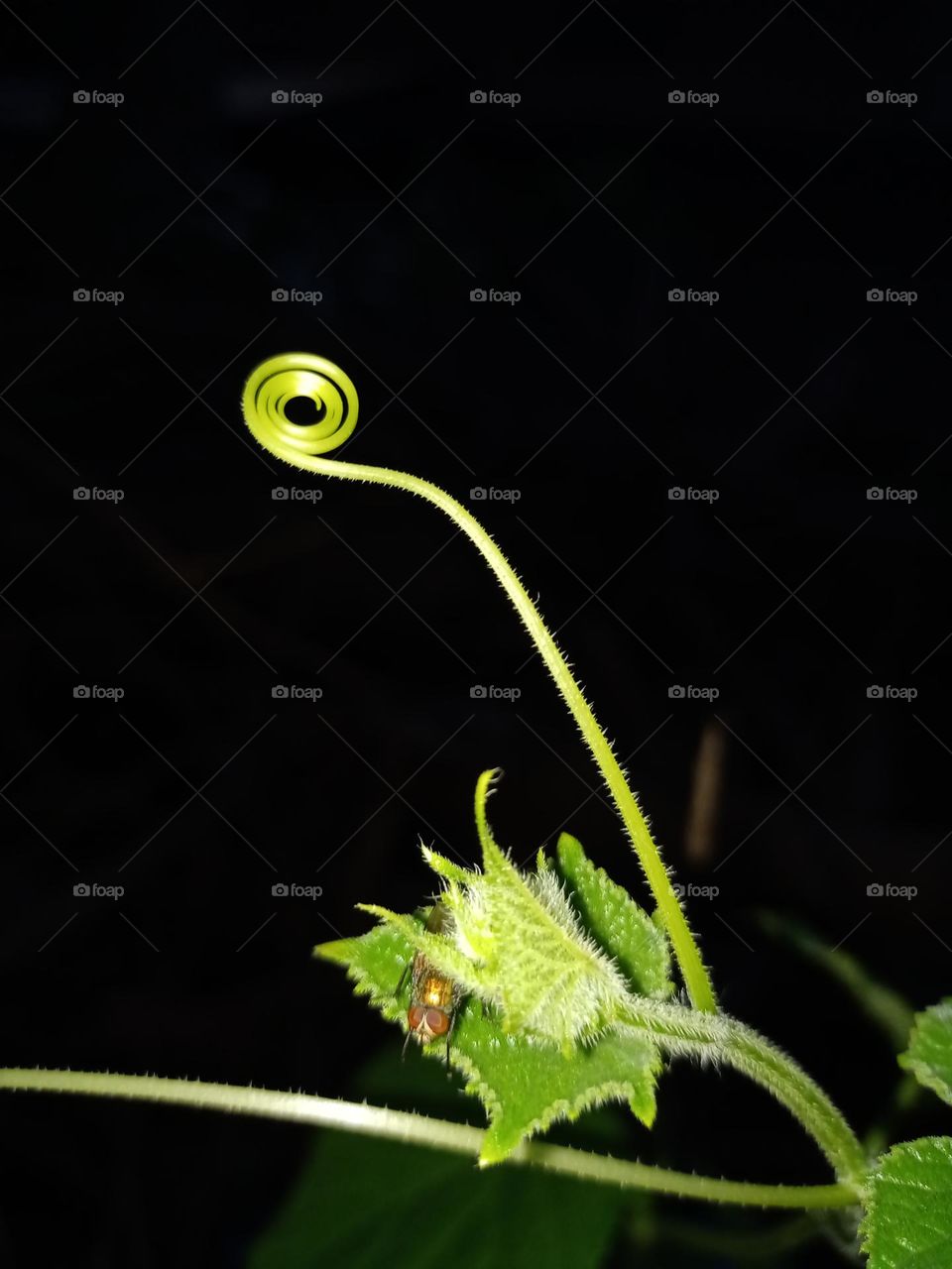 Night view of plants with nice black colour background insect sitting on the leaf plant is round spring patterns it's looking nice closeup photo nature photography