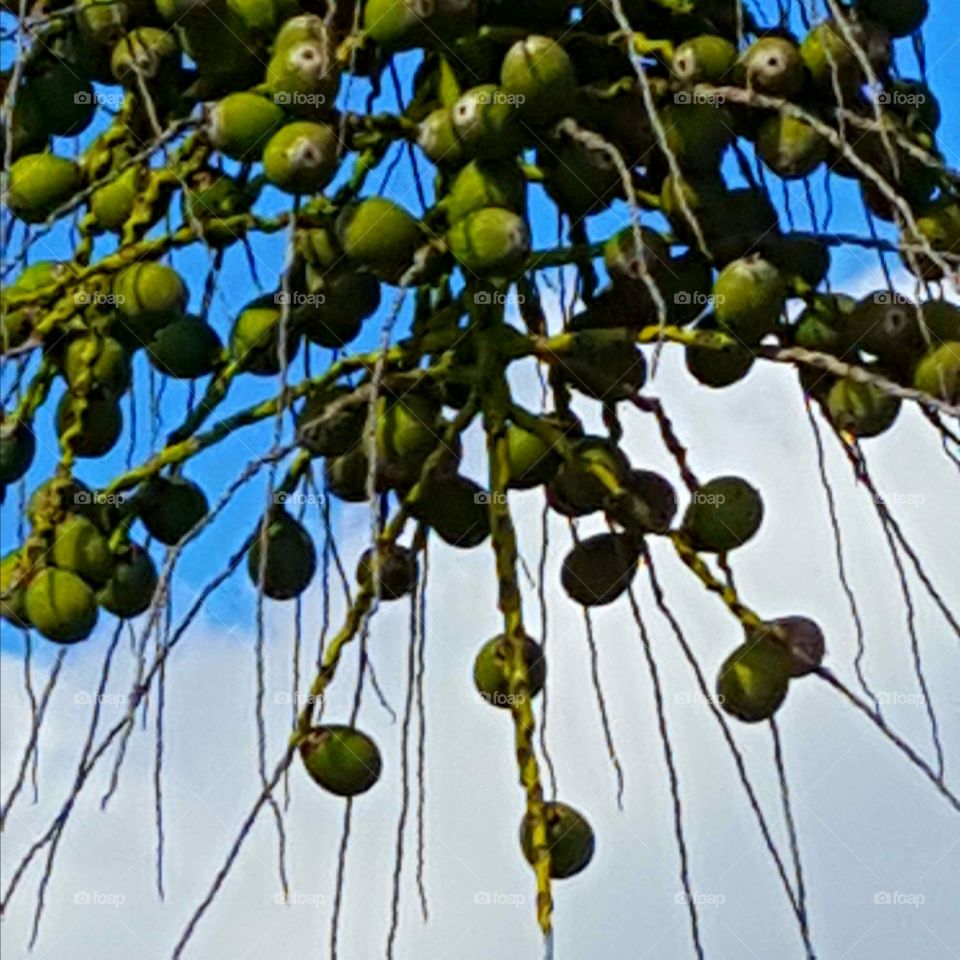 Fruit, Tree, Flora, Hanging, Nature