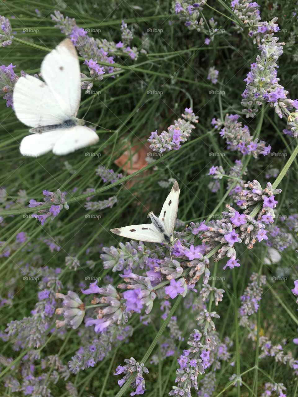 butterfly (IPHONE SE)