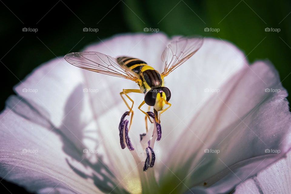 A wasp at the spring flower