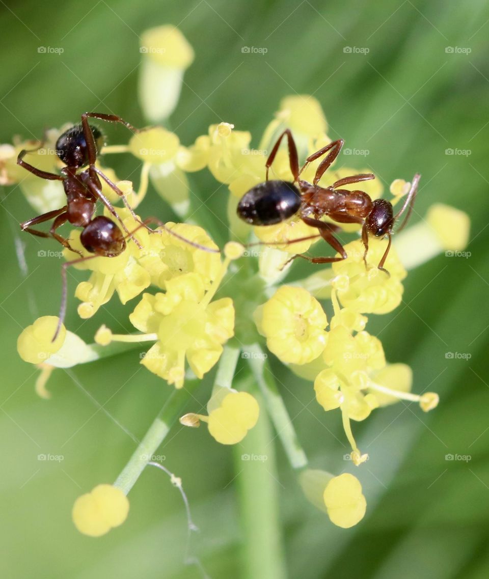 Two ants on yellow flowers 