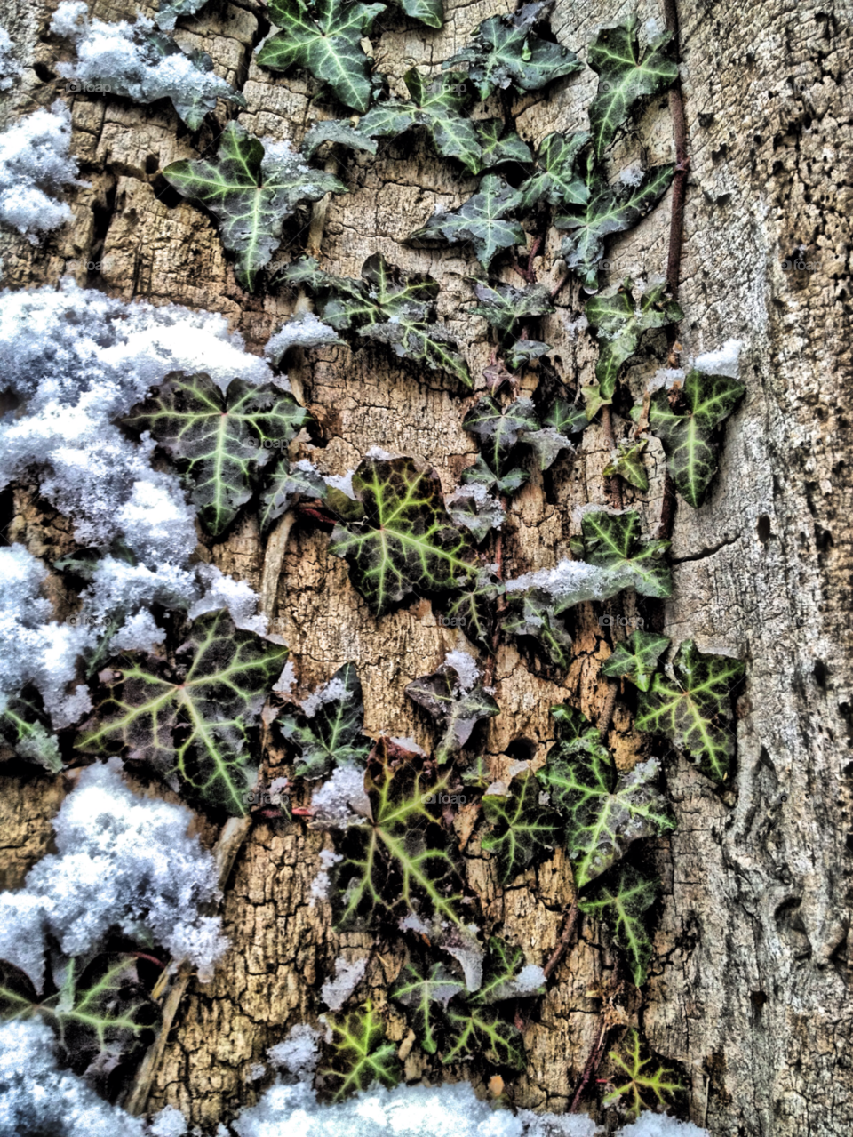 vine vines snow winter by somebeach