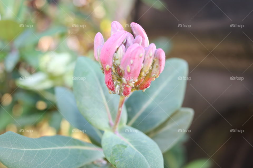 Aphids on honeysuckle 