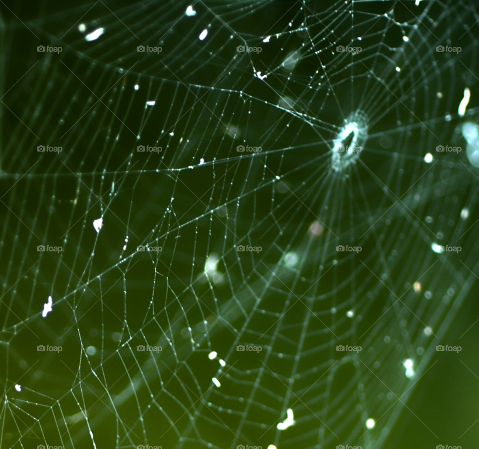 insect web spider by lightanddrawing