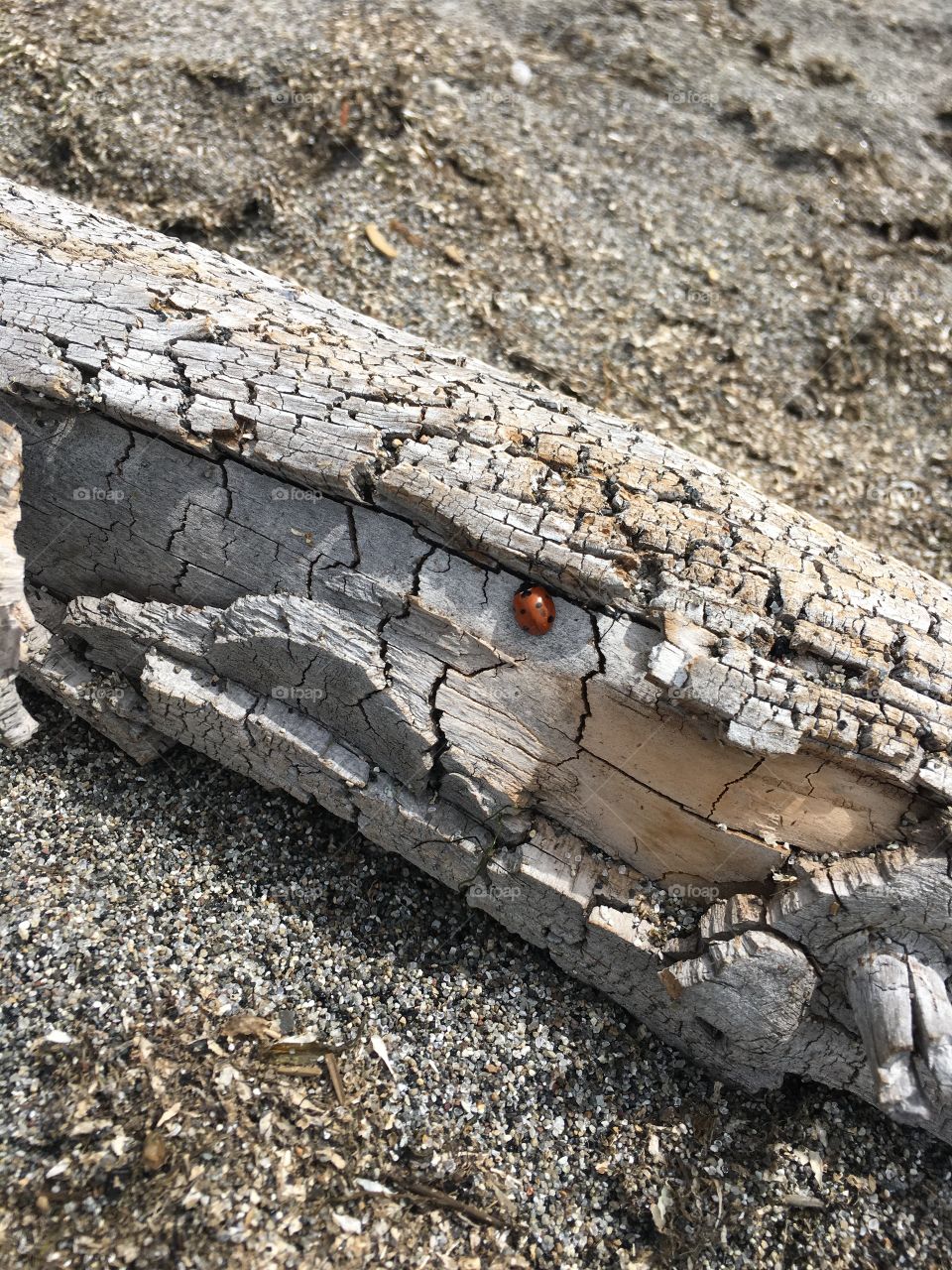Lady bug on beach wood 