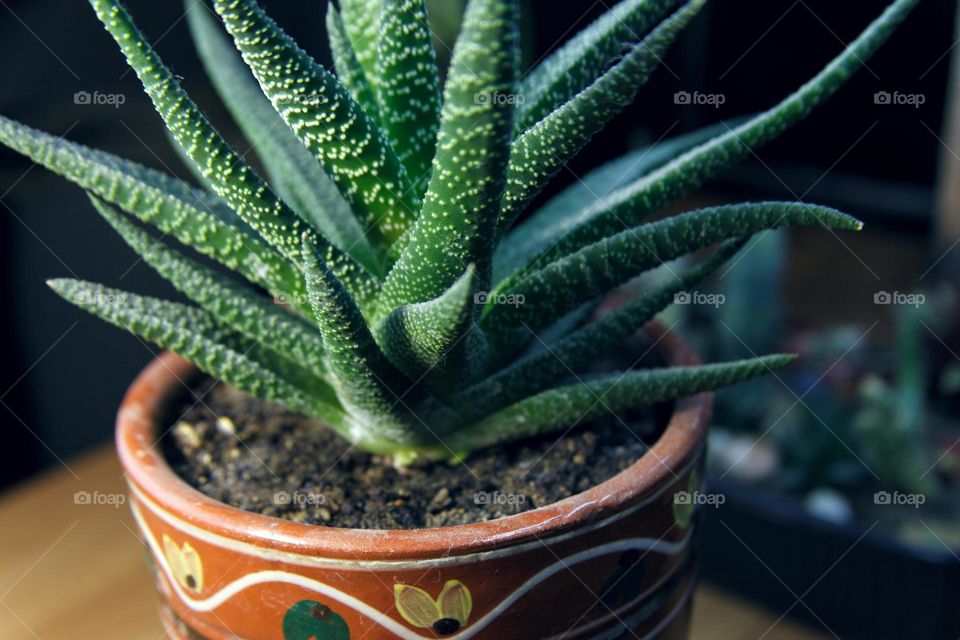 my indoor aloe in a clay pot