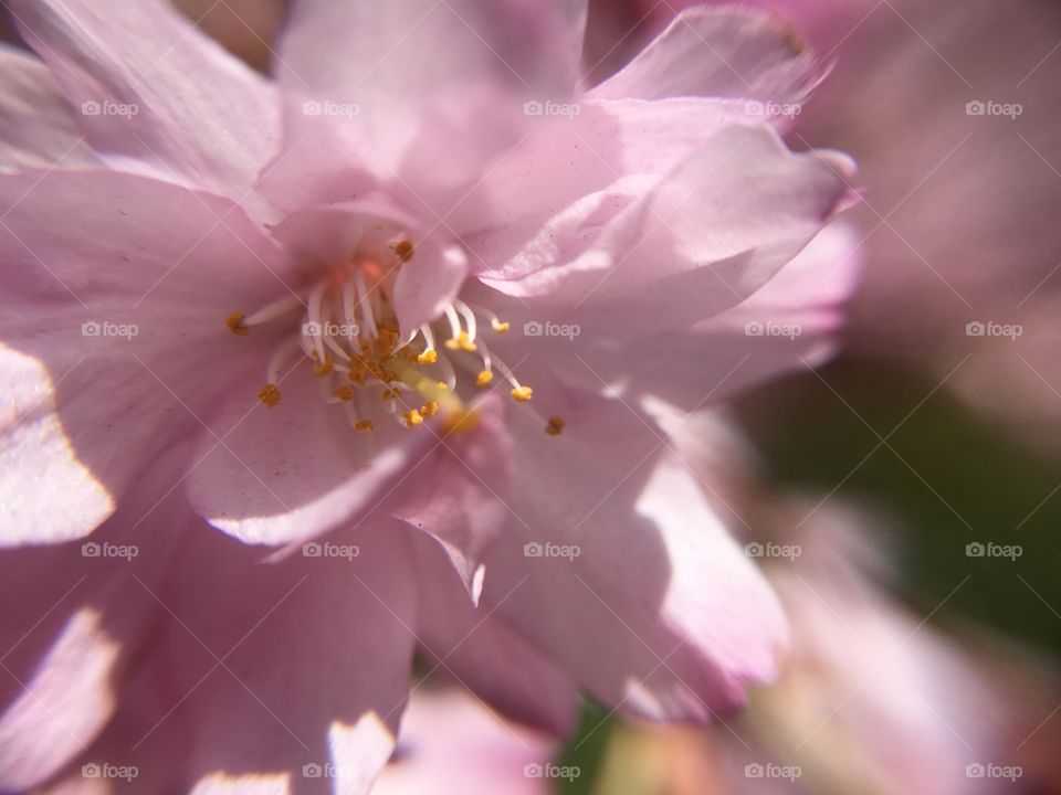 Pink blossoms in Connecticut