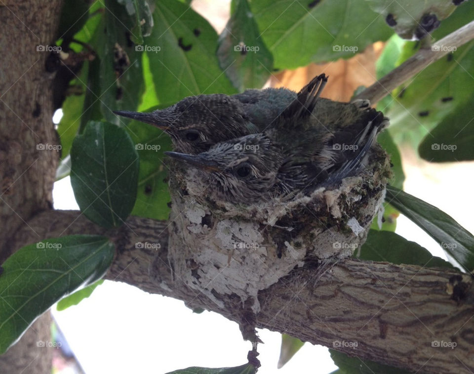 baby tree birds nest by kayleericciardi