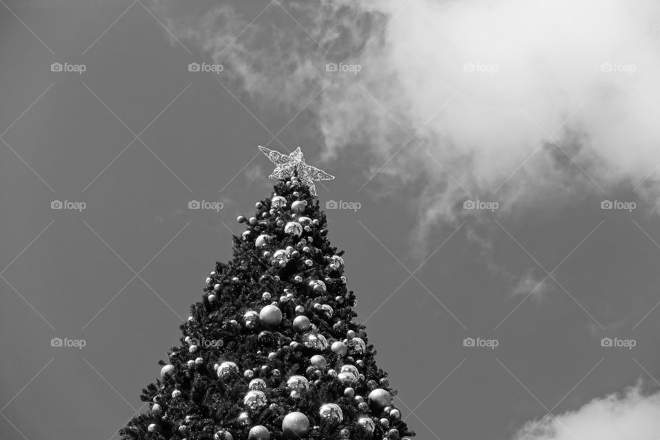 Monochrome image of Christmas tree.