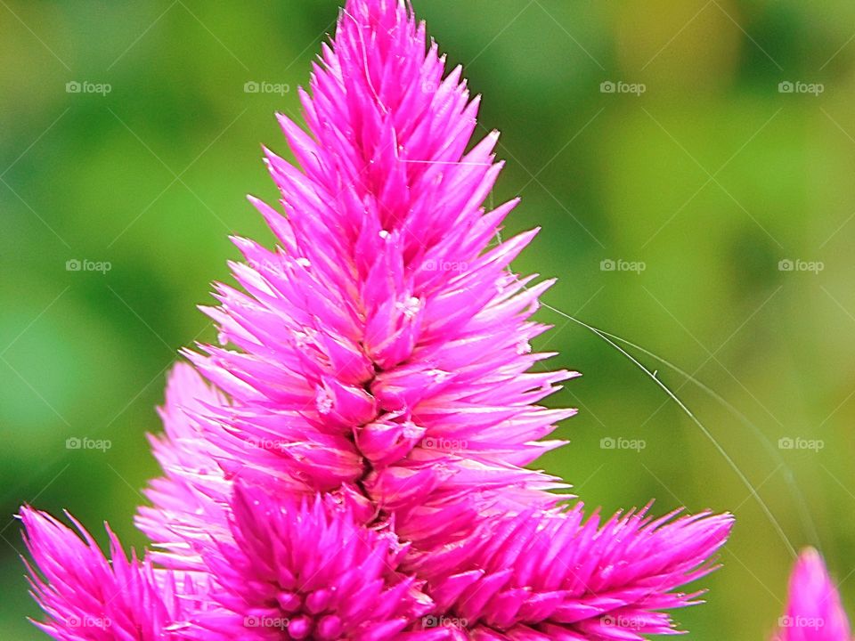 Delicate spider’s web woven around a bloom