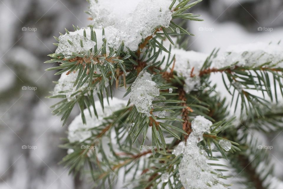 Ice pine branch 