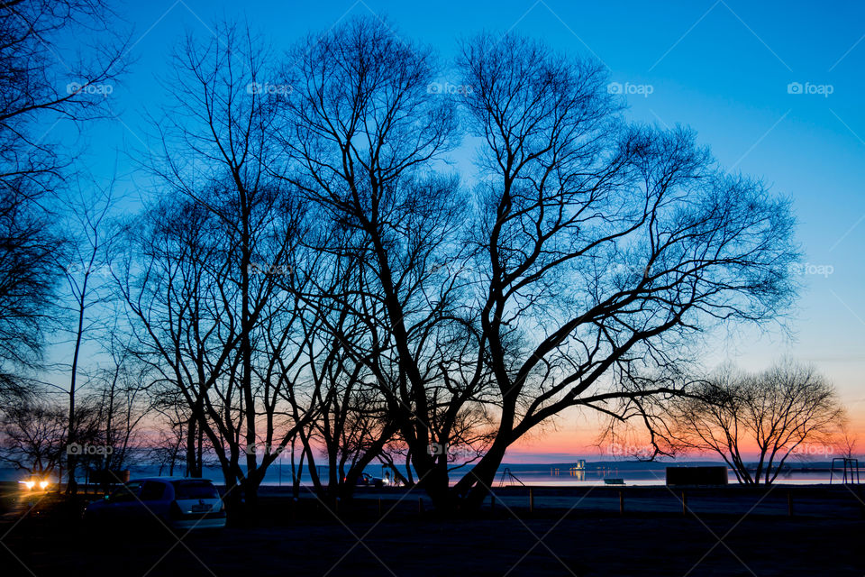 tree silhouettes against sunset background
