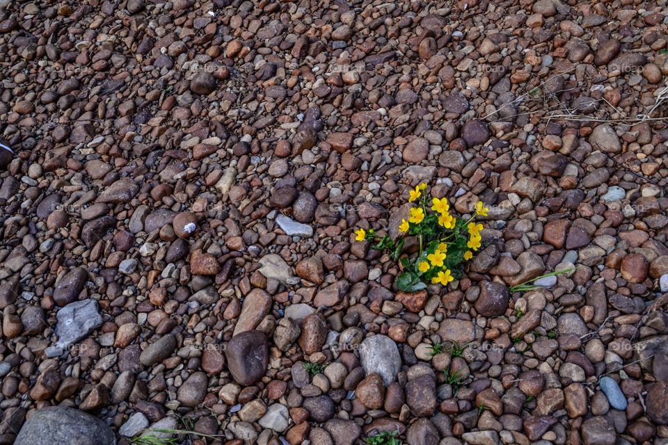 Yellow stubborn flower 