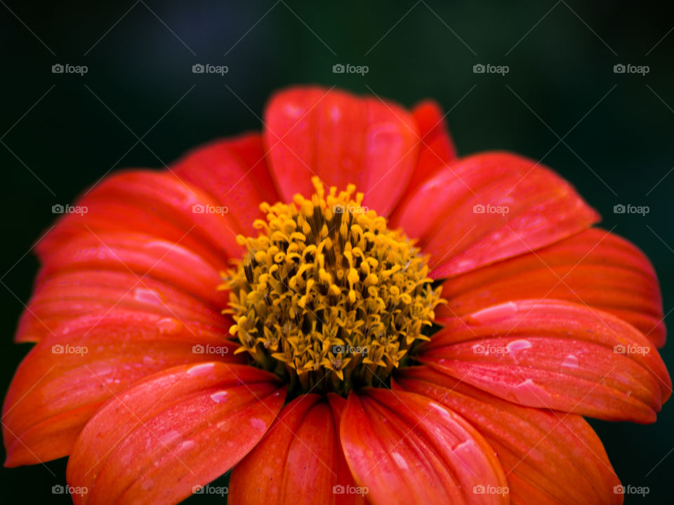 Orange flower