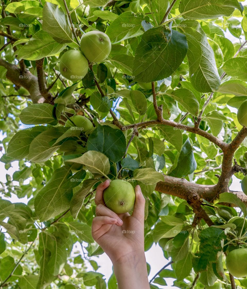 Picking an apple off the tree 