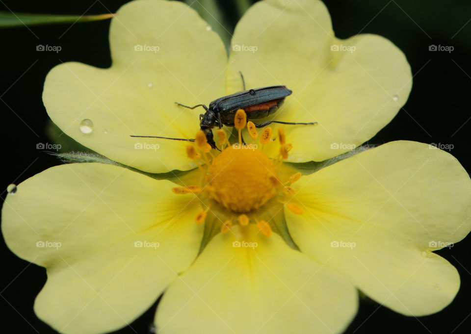 Insect On Flower