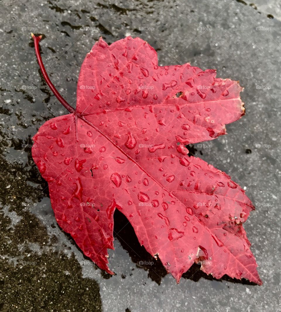 Red autumn leaf