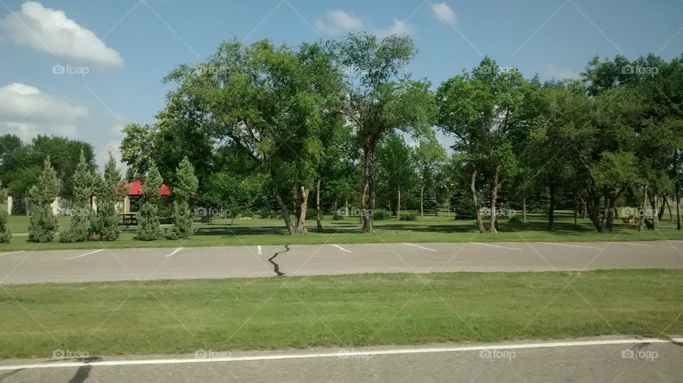 Tree, Landscape, Road, Grass, Country
