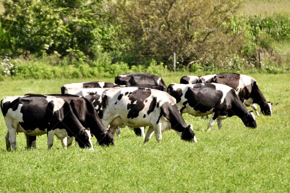 Cows in a row