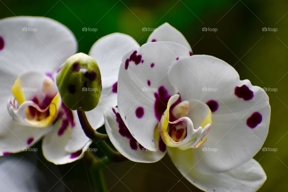 Close up with beautiful white orchids with purple spots