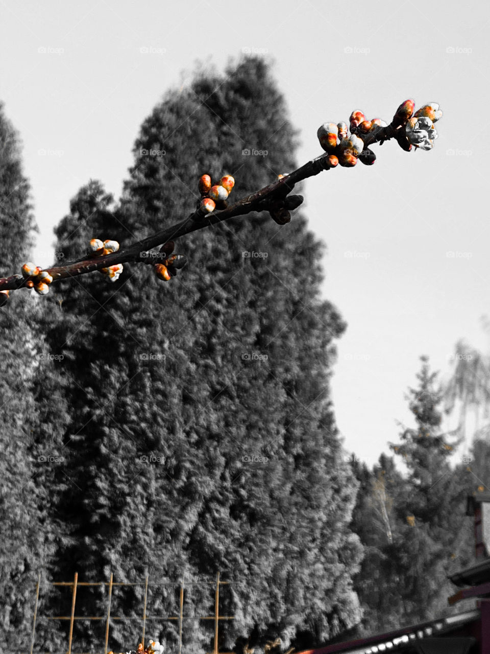Buds on cherry trees