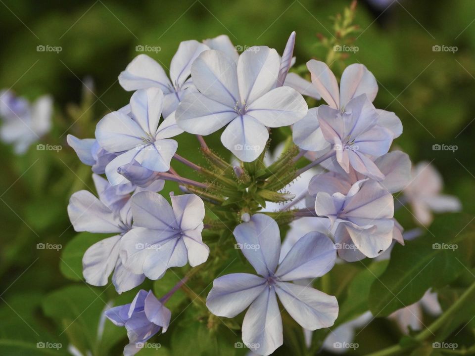 Delicate pastel lavender color five leave flowers on stems against green background