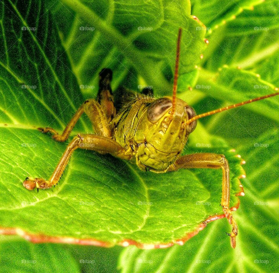 grasshopper up close