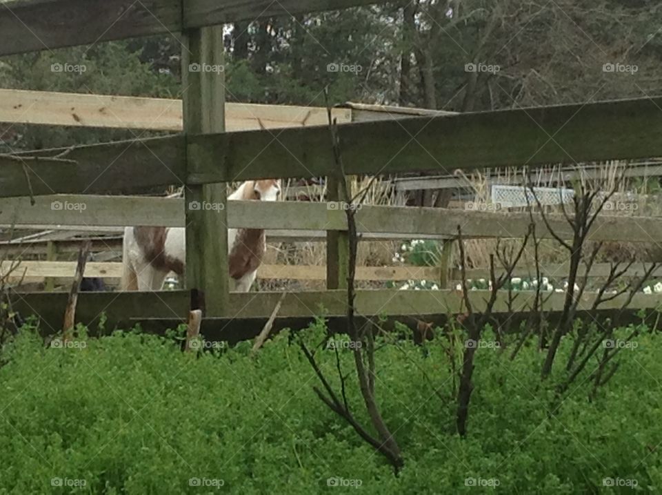 A white and brown horse grazing at the farm.