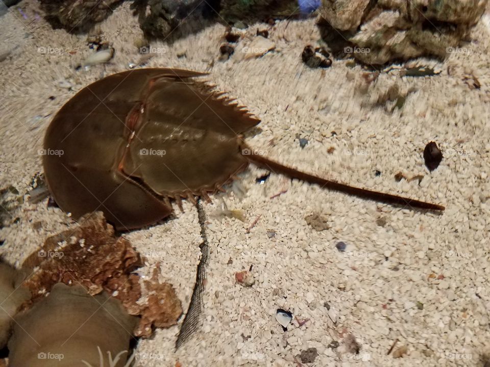 Close-up of horseshoe crab