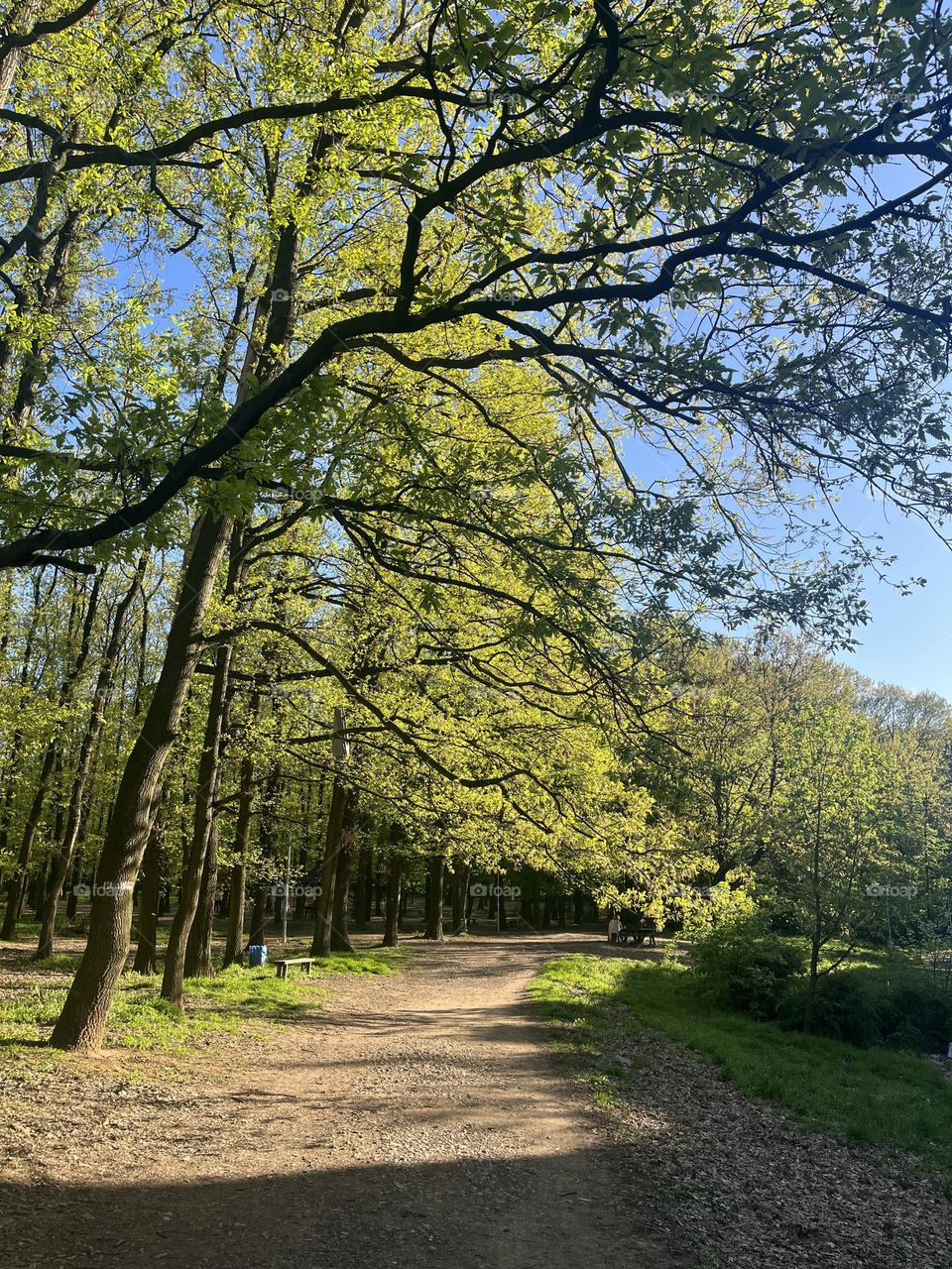 Forest in spring on a sunny day