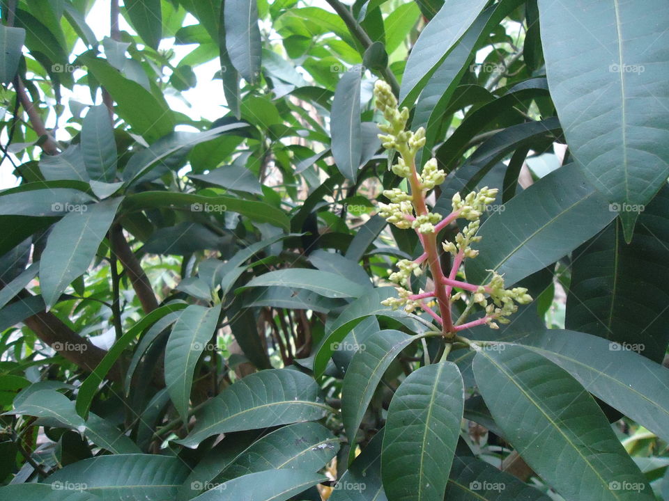 bachang mango tree in flower