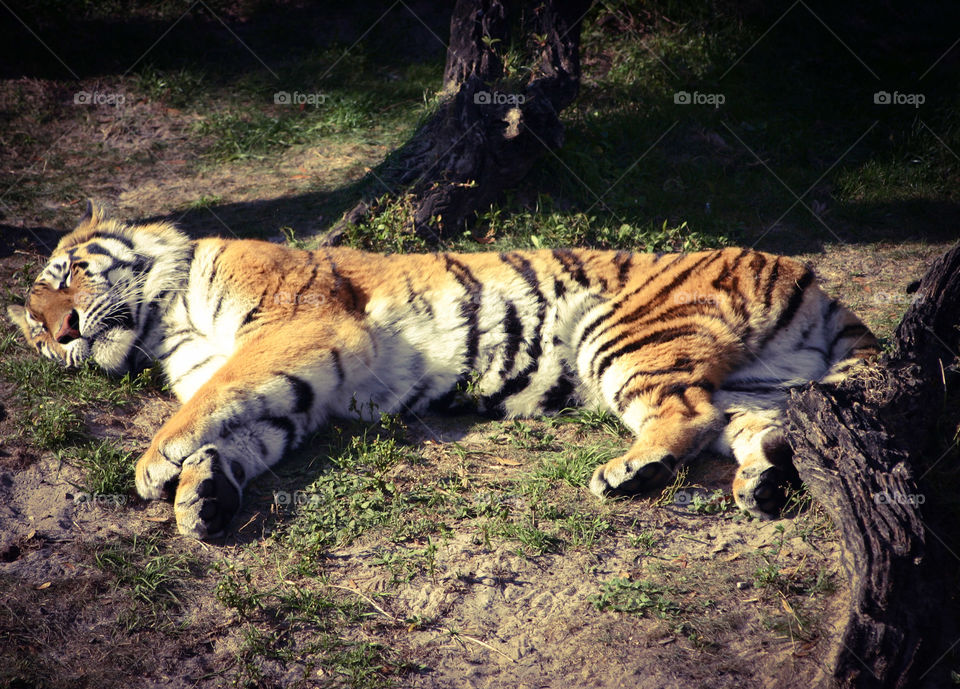 Sleeping tiger. it looked so peaceful that I just couldn't help myself