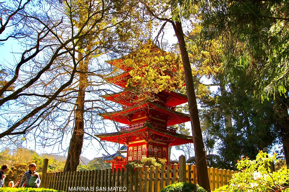 Japanese Tea Garden 