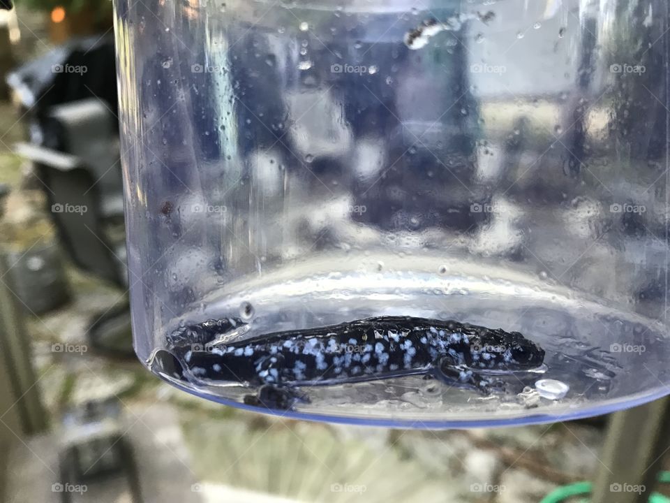 Caught a pretty cool salamander 