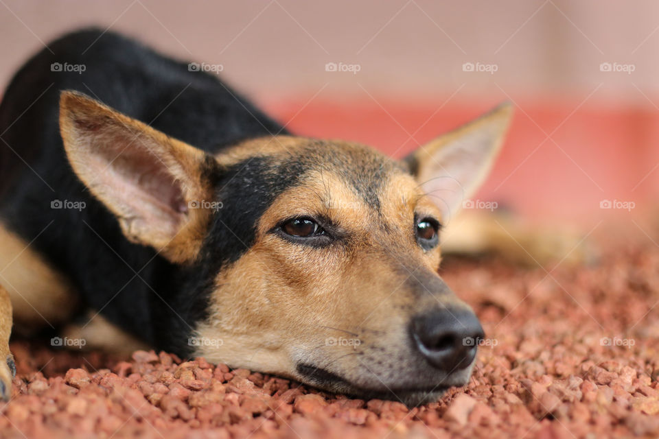 Lethargy Dog in Home