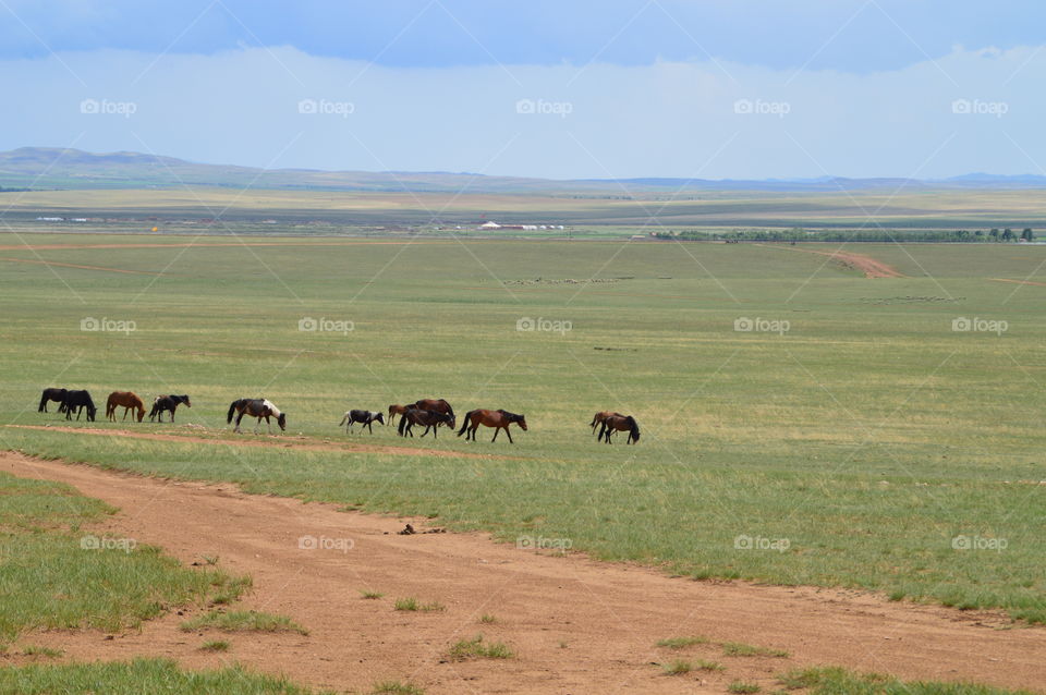 Inner Mongolian grasslands. Summer 2013