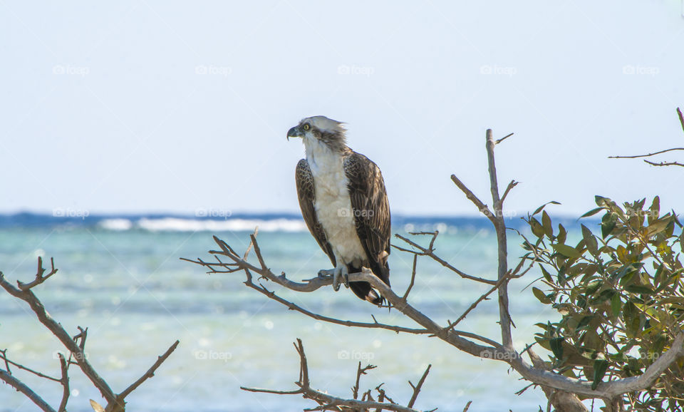 Osprey birds perching on tree