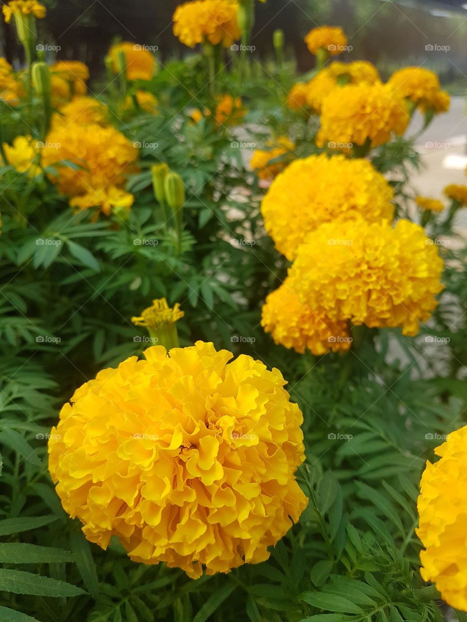 marigold